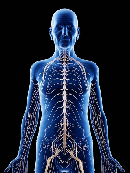 Ilustrasi Digital Anatomi Pria Senior Menunjukkan Saraf — Stok Foto