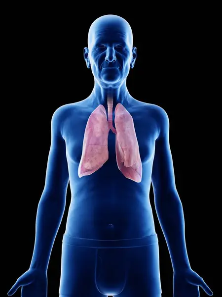 Digital Illustration Senior Man Anatomy Showing Lungs — Stock Photo, Image