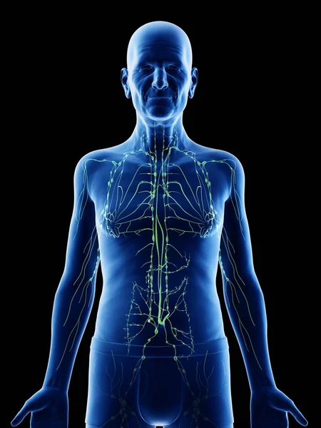 Digitale Illustration Der Anatomie Eines Älteren Mannes Die Das Lymphsystem — Stockfoto