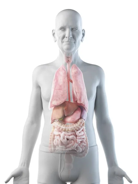 Цифровая Иллюстрация Анатомии Пожилого Человека Показывающая Внутренние Органы — стоковое фото