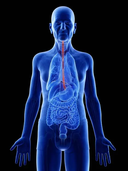 Digital Illustration Esophagus Senior Man Body — Stock Photo, Image