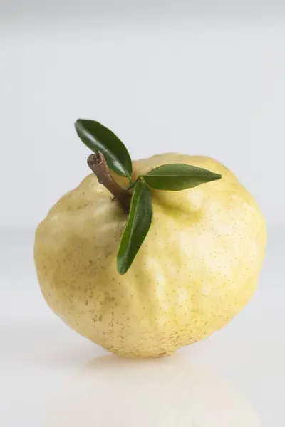 Quince Fruit Egyetlen Tagja Nemzetség Cydonia Rosaceae Család Stúdió Lövés — Stock Fotó