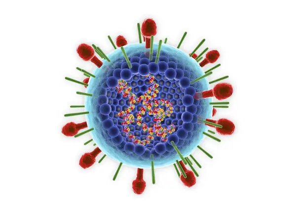 Ilustração Digital Estrutura Interna Rna Vírus Sincicial Respiratório Humano — Fotografia de Stock