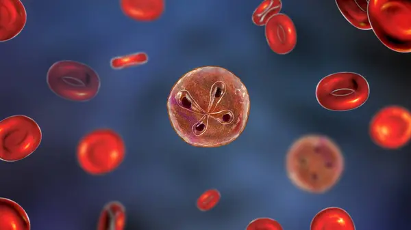 Babesia Parasites Red Blood Cell Computer Illustration — Stock Photo, Image