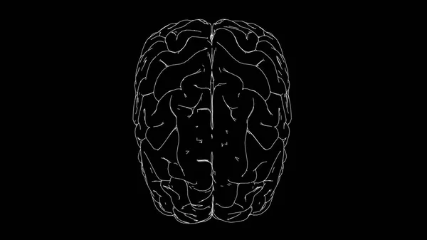 Человеческий Мозг Компьютерная Иллюстрация — стоковое фото