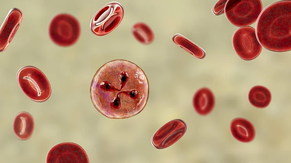 Babesia Parasites Red Blood Cell Computer Illustration — Stock Photo, Image