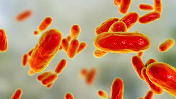 Βακτήρια Κοκκύτη Bordetella Pertussis Εικονογράφηση Υπολογιστή — Φωτογραφία Αρχείου