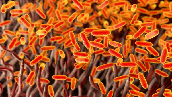 Tosse Convulsa Bordetella Pertussis Bactérias Trato Respiratório — Fotografia de Stock