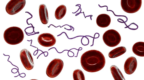 Illustrazione Computerizzata Dei Batteri Borrelia Nel Sangue — Foto Stock