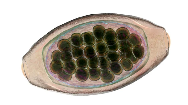 Parazit Solucanlı Yumurta Trichuris Trichiura Bilgisayar Çizimi — Stok fotoğraf