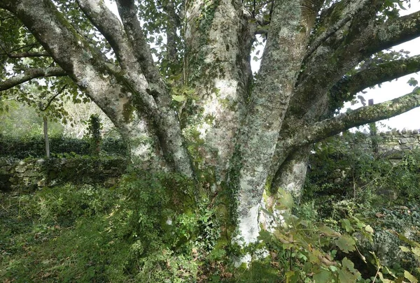 Sycamore Acer Pseudoplatanus Обеспечивающий Среду Обитания Нескольких Видов Включая Лишайников — стоковое фото