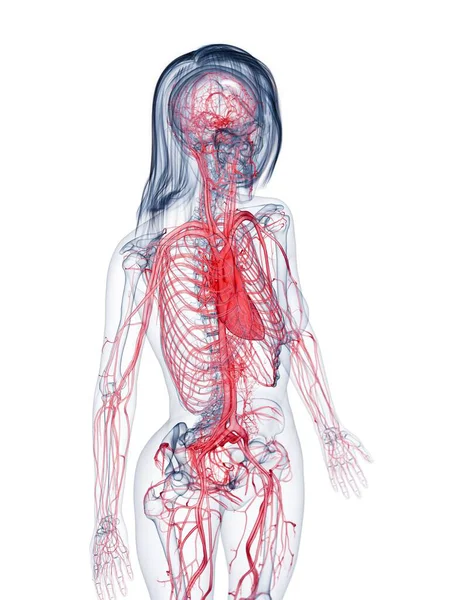 Friska Kvinnliga Vaskulära Systemet Dator Illustration — Stockfoto