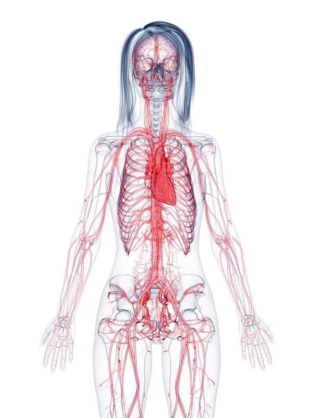 Sistema Vascular Feminino Saudável Ilustração Computacional — Fotografia de Stock