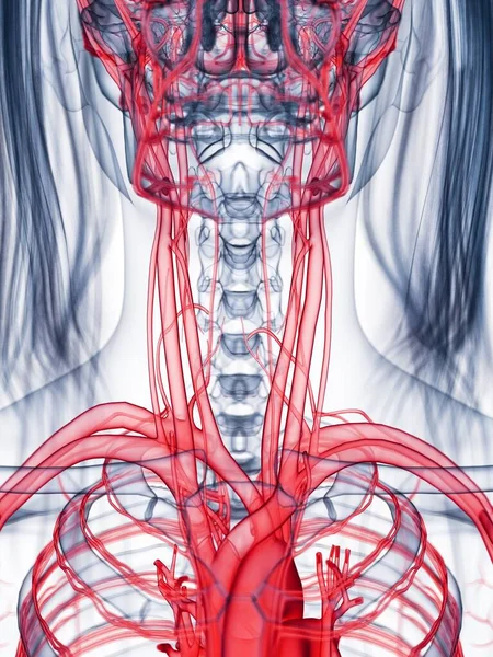 Healthy Female Vascular System Computer Illustration — Stock Photo, Image