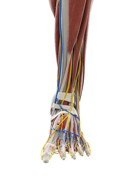 Anatomy Foot Computer Illustration — Stock Photo, Image