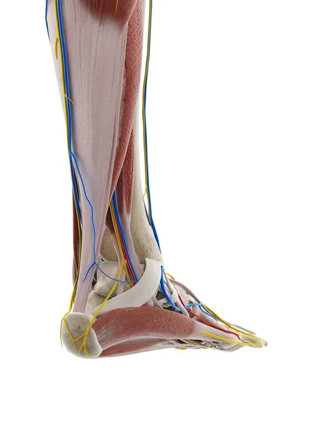 足の解剖図 コンピュータイラスト — ストック写真