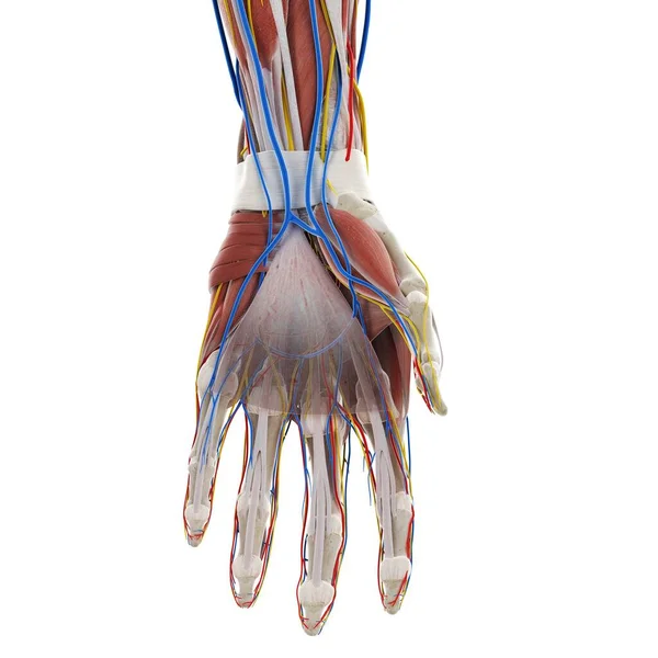 Anatomie Der Hand Computerillustration — Stockfoto