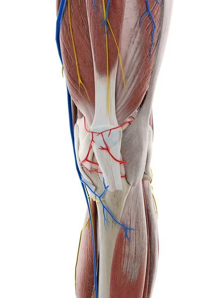 Diz Anatomisi Bilgisayar Illüstrasyonu — Stok fotoğraf