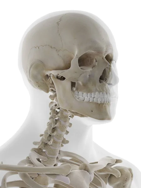 Anatomia Crânio Ilustração — Fotografia de Stock