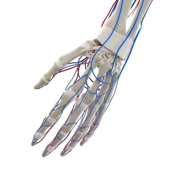 Blood Vessels Hand Computer Illustration — Stock Photo, Image