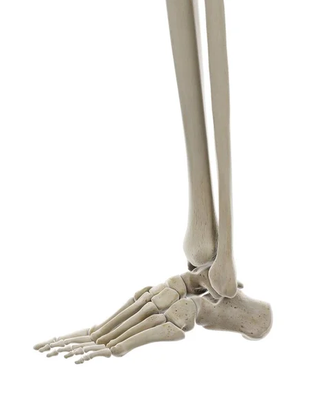 足の骨 コンピュータイラスト — ストック写真
