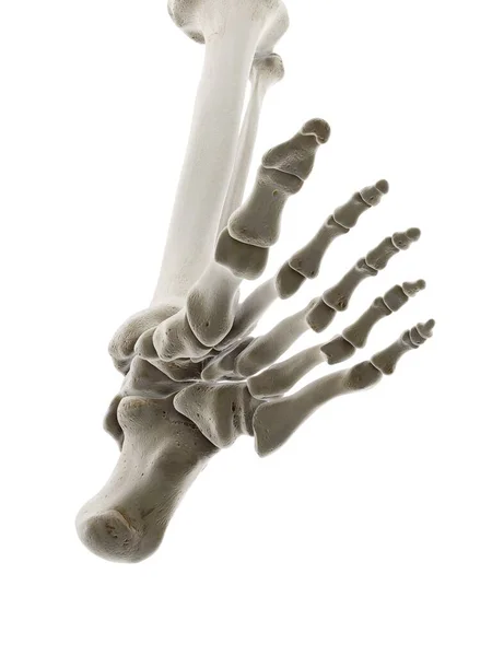 Bones Foot Computer Illustration — Stock Photo, Image