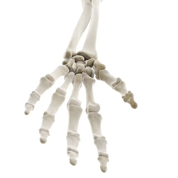 Bones Hand Computer Illustration — Stock Photo, Image
