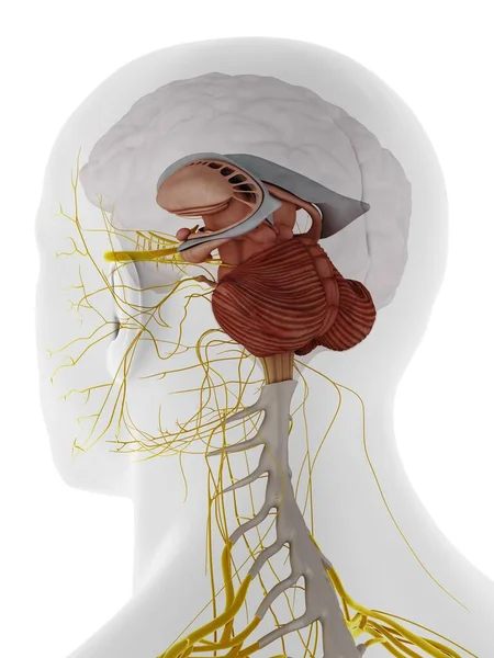 Anatomia Mózgu Ilustracja Komputerowa — Zdjęcie stockowe