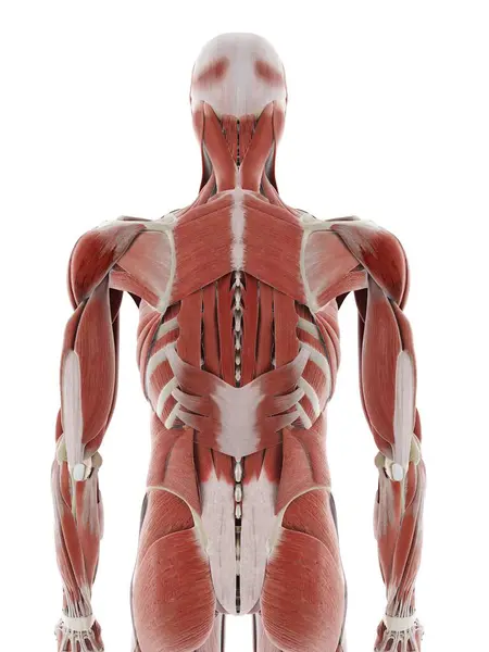 Deep Back Muscles Computer Illustration — Stock Photo, Image
