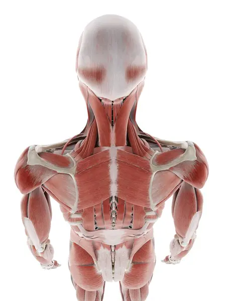 Deep Back Muscles Computer Illustration — Stock Photo, Image