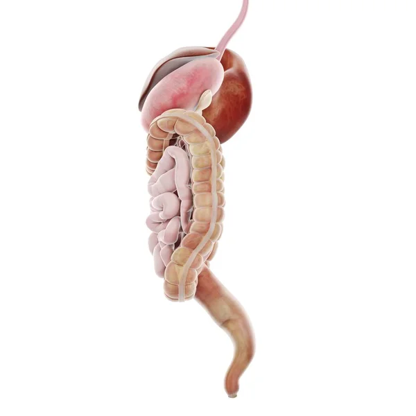 Sistema Digestivo Humano Ilustración Por Ordenador — Foto de Stock