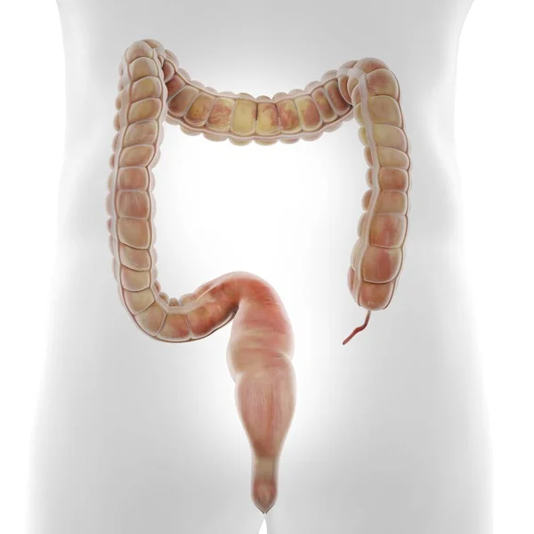 Human Colon Computer Illustration — Stock Photo, Image