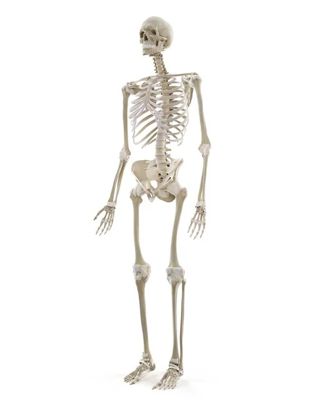 人体骨骼 计算机图解 — 图库照片