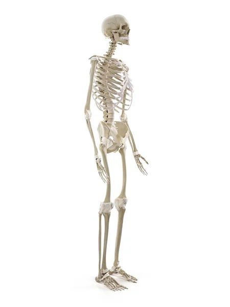 人間の骨格 コンピュータ イラスト — ストック写真