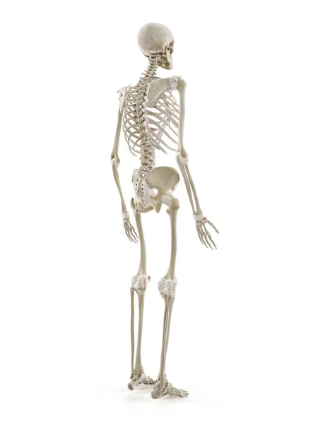 Скелет Человека Компьютерная Иллюстрация — стоковое фото