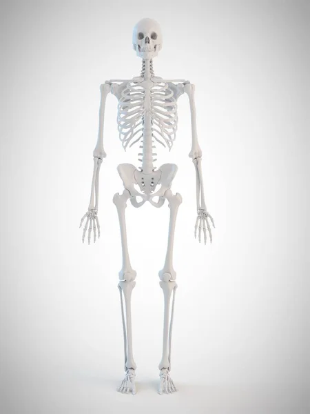 Esqueleto Humano Ilustración Por Ordenador — Foto de Stock