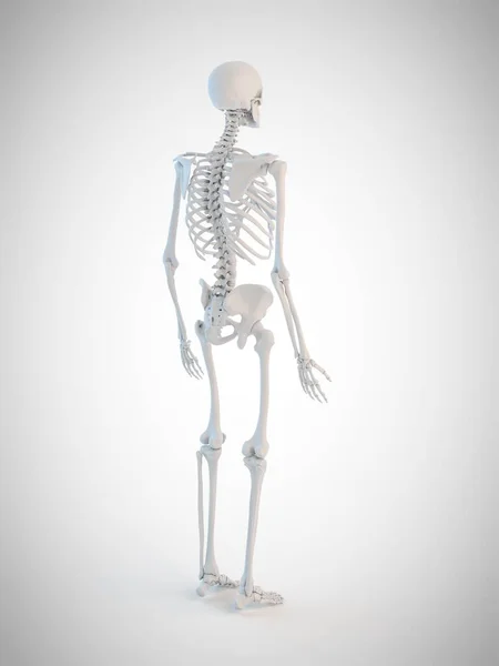 Ludzki Szkielet Ilustracja Komputerowa — Zdjęcie stockowe