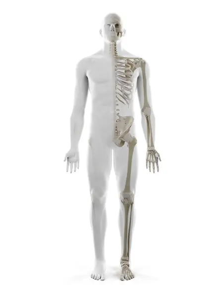 Menschliches Skelett Computerillustration — Stockfoto