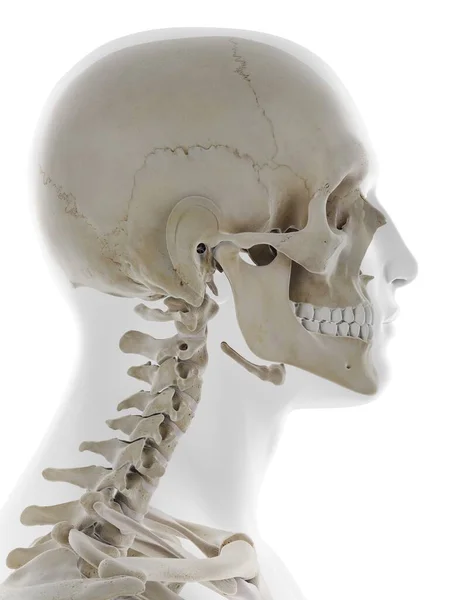 Human Skull Computer Illustration — Stock Photo, Image