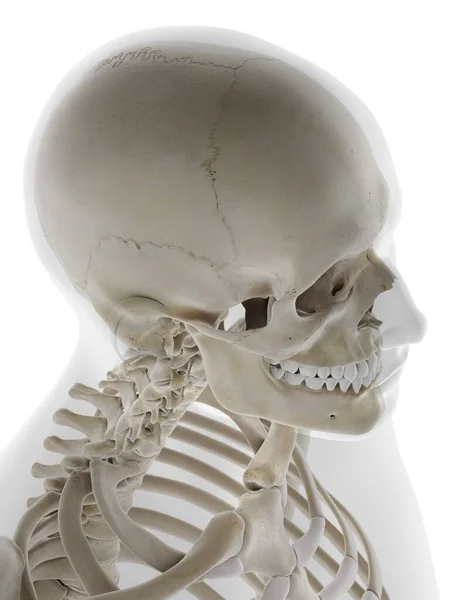 人間の頭蓋骨コンピュータイラスト — ストック写真