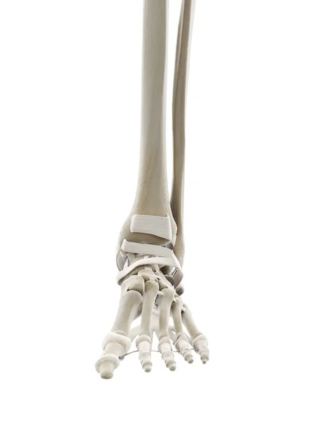 足の靭帯 コンピュータイラスト — ストック写真
