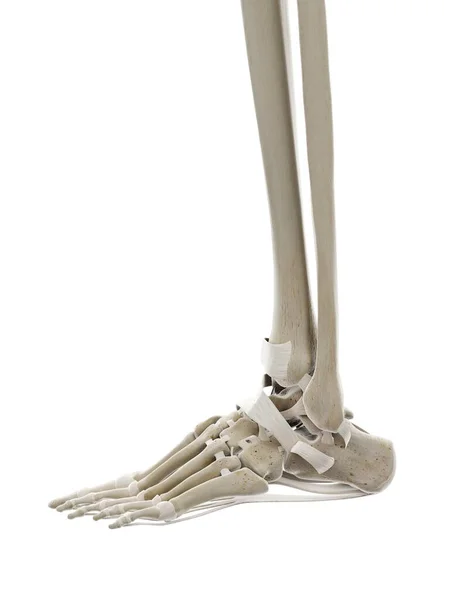 Ligamenten Van Voet Computer Illustratie — Stockfoto