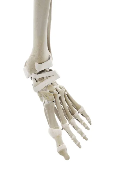 Ligaments Foot Computer Illustration — Stock Photo, Image