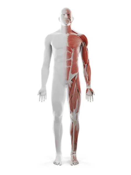 Sistema Muscular Masculino Ilustração Computacional — Fotografia de Stock
