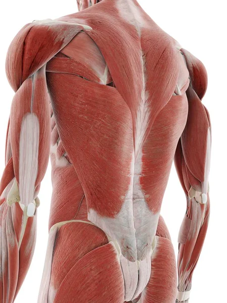 Músculos Espalda Ilustración Por Ordenador —  Fotos de Stock