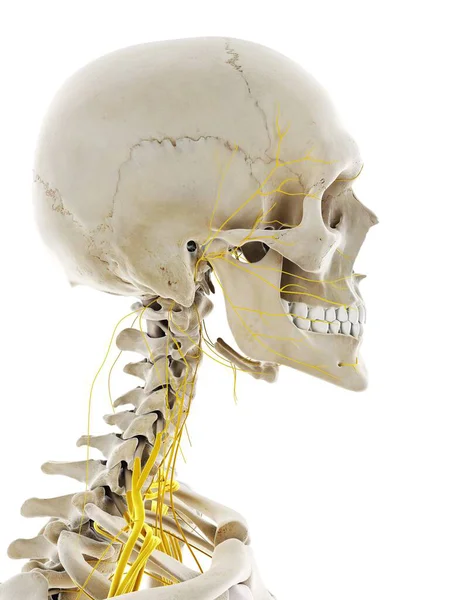 Nerves Head Computer Illustration — Stock Photo, Image