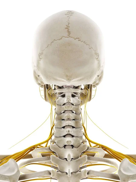 Nerves Head Computer Illustration — Stock Photo, Image