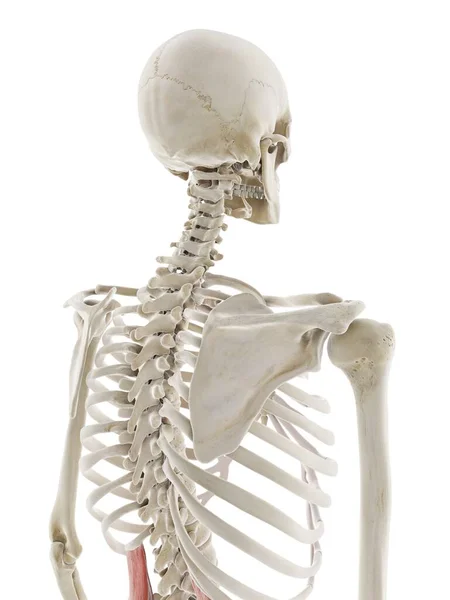 Quadratus Lumborum Spier Computer Illustratie — Stockfoto