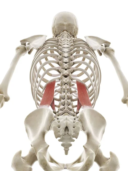 Quadratus Lumborum Μυών Εικονογράφηση Υπολογιστή — Φωτογραφία Αρχείου