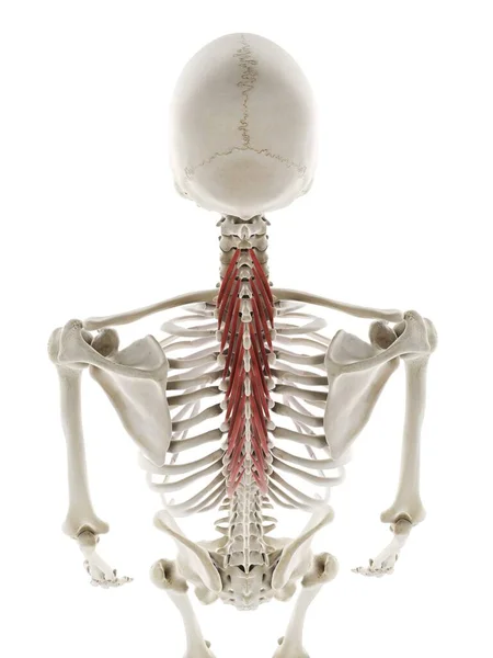 Spinalis Thoracis Muscle Ilustração Computacional — Fotografia de Stock